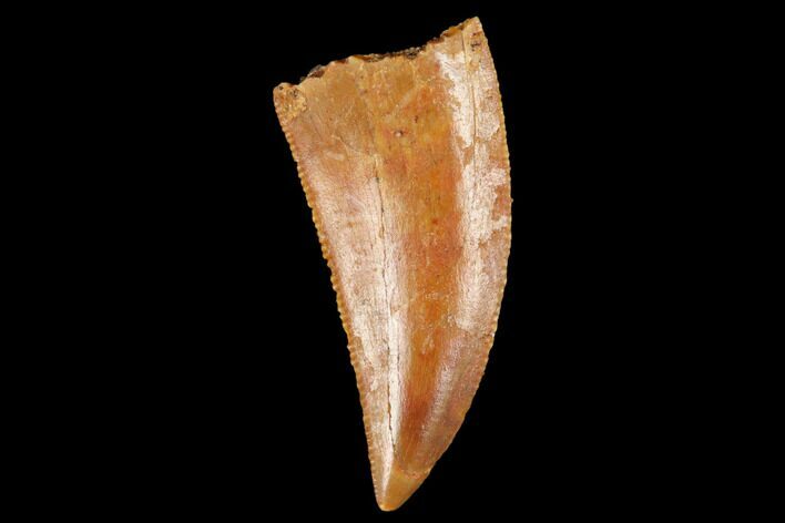 Serrated, Raptor Tooth - Real Dinosaur Tooth #173532